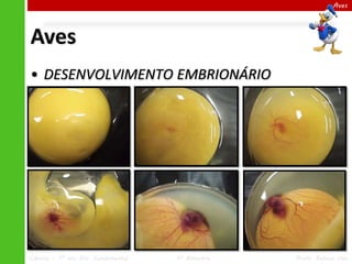 Aves

Aves
• DESENVOLVIMENTO EMBRIONÁRIO

Ciências – 7º ano Ens. Fundamental

4º Bimestre

Profa. Rebeca Vale

 