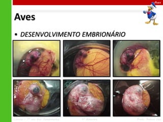 Aves

Aves
• DESENVOLVIMENTO EMBRIONÁRIO

Ciências – 7º ano Ens. Fundamental

4º Bimestre

Profa. Rebeca Vale

 