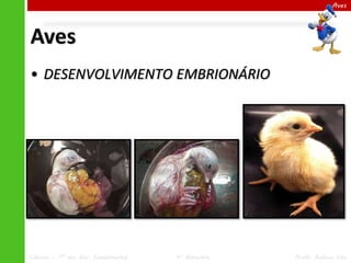 Aves

Aves
• DESENVOLVIMENTO EMBRIONÁRIO

Ciências – 7º ano Ens. Fundamental

4º Bimestre

Profa. Rebeca Vale

 