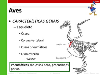 Aves

Aves
• CARACTERÍSTICAS GERAIS
– Esqueleto
• Ósseo
• Coluna vertebral

• Ossos pneumáticos

Fúrcula

• Osso esterno
– “Quilha”

Osso esterno

Pneumáticos são ossos ocos, preenchidos
por ar.
Ciências – 7º ano Ens. Fundamental

4º Bimestre

Profa. Rebeca Vale

 