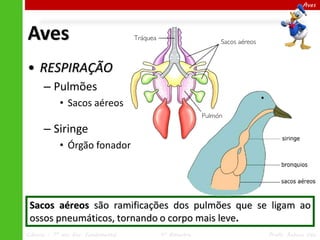 Aves

Aves
• RESPIRAÇÃO
– Pulmões
• Sacos aéreos

– Siringe
• Órgão fonador

Sacos aéreos são ramificações dos pulmões que...