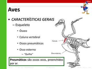 Aves

Aves
• CARACTERÍSTICAS GERAIS
– Esqueleto
• Ósseo
• Coluna vertebral

• Ossos pneumáticos

Fúrcula

• Osso esterno
–...