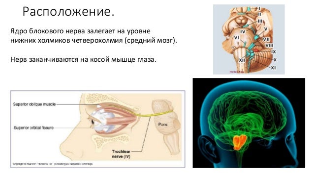 Iv блоковый нерв