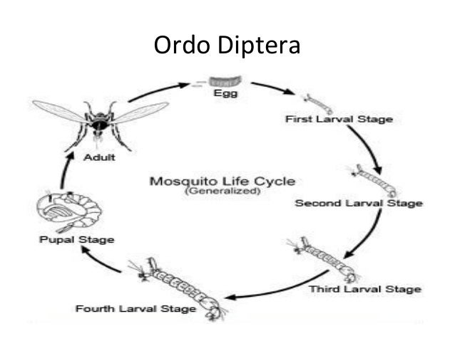 Iv Bioekologi Hama Tanaman Daslintan