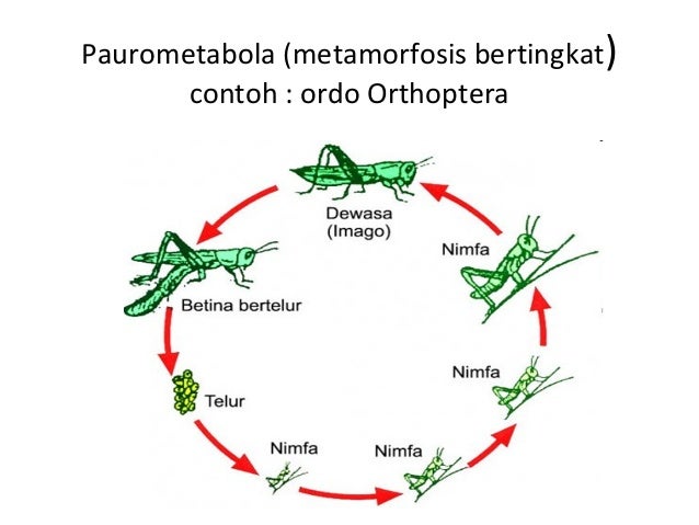 Iv Bioekologi Hama Tanaman Daslintan