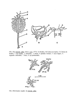 FIG. 20a) Artemia salina (Ivleva et al., 1973): A) Hembra, B) Cabeza de macho, C) Cabeza de
hembra, 1. Ojo nauplio, 2. antenuelas, 3. antena, 4. apéndice toráxico, 5. saco ovigero, 6.
segmento abdominal, 7. furca, 8. ojo pedunculado.
FIG. 20b) Estados nauplio de Artemia salina.
 