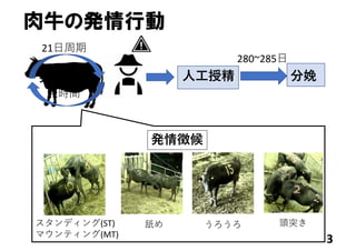 3
肉牛の発情行動
発情⾏動
12時間
21⽇周期
⼈⼯授精 分娩
280~285⽇
スタンディング(ST)
マウンティング(MT)
舐め うろうろ 頭突き
発情徴候
 