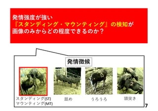 7
スタンディング(ST)
マウンティング(MT)
舐め うろうろ 頭突き
発情徴候
発情強度が強い
『スタンディング・マウンティング』の検知が
画像のみからどの程度できるのか？
 