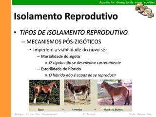 Especiação: formação de novas espécies




Isolamento Reprodutivo
• TIPOS DE ISOLAMENTO REPRODUTIVO
     – MECANISMOS PÓS-ZIGÓTICOS
           • Impedem a viabilidade do novo ser
                 – Mortalidade do zigoto
                     » O zigoto não se desenvolve corretamente
                 – Esterilidade do híbrido
                     » O híbrido não é capaz de se reproduzir




Biologia– 9º ano Ens. Fundamental        3º Período                       Profa. Rebeca Vale
 