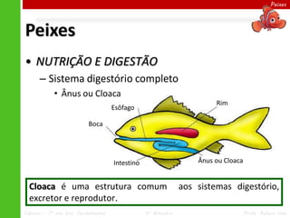Peixes




Peixes
• NUTRIÇÃO E DIGESTÃO
      – Sistema digestório completo
            • Ânus ou Cloaca
                                                                        Rim
                                     Esôfago

                           Boca




                                     Intestino                     Ânus ou Cloaca


  Cloaca é uma estrutura comum                                 aos sistemas digestório,
  excretor e reprodutor.
Ciências – 7º ano Ens. Fundamental               4º Bimestre                        Profa. Rebeca Vale
 