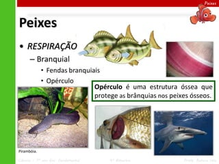Peixes




Peixes
• RESPIRAÇÃO
      – Branquial
             • Fendas branquiais
             • Opérculo
                              Opérculo é uma estrutura óssea que
                              protege as brânquias nos peixes ósseos.




Pirambóia.

Ciências – 7º ano Ens. Fundamental   4º Bimestre           Profa. Rebeca Vale
 