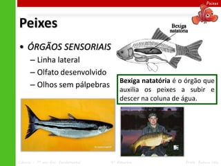 Peixes




Peixes
• ÓRGÃOS SENSORIAIS
      – Linha lateral
      – Olfato desenvolvido
                                         Bexiga natatória é o órgão que
      – Olhos sem pálpebras
                                         auxilia os peixes a subir e
                                         descer na coluna de água.




Ciências – 7º ano Ens. Fundamental   4º Bimestre             Profa. Rebeca Vale
 