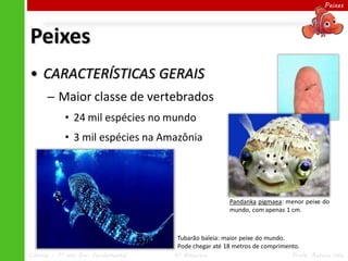 Peixes




Peixes
• CARACTERÍSTICAS GERAIS
      ─ Maior classe de vertebrados
            • 24 mil espécies no mundo
            • 3 mil espécies na Amazônia




                                                       Pandanka pigmaea: menor peixe do
                                                       mundo, com apenas 1 cm.



                                      Tubarão baleia: maior peixe do mundo.
                                      Pode chegar até 18 metros de comprimento.
Ciências – 7º ano Ens. Fundamental   4º Bimestre                            Profa. Rebeca Vale
 