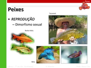 Peixes




Peixes                                      Tucunaré.


• REPRODUÇÃO
      – Dimorfismo sexual
                       Barbo titéia.




                                Beta.

Ciências – 7º ano Ens. Fundamental      4º Bimestre     Profa. Rebeca Vale
 