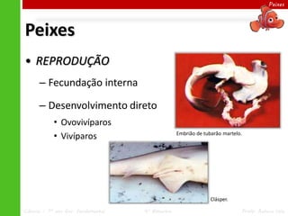 Peixes




Peixes
• REPRODUÇÃO
      – Fecundação interna

      – Desenvolvimento direto
            • Ovovivíparos
            • Vivíparos                            Embrião de tubarão martelo.




                                                                 Clásper.

Ciências – 7º ano Ens. Fundamental   4º Bimestre                             Profa. Rebeca Vale
 