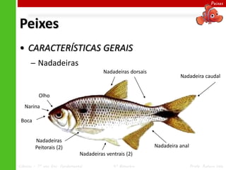 Peixes




Peixes
• CARACTERÍSTICAS GERAIS
      ─ Nadadeiras
                                          Nadadeiras dorsais
                                                                         Nadadeira caudal


          Olho
   Narina

 Boca


        Nadadeiras
        Peitorais (2)                                          Nadadeira anal
                                Nadadeiras ventrais (2)

Ciências – 7º ano Ens. Fundamental            4º Bimestre                       Profa. Rebeca Vale
 