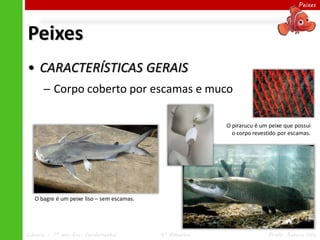 Peixes




Peixes
• CARACTERÍSTICAS GERAIS
      ─ Corpo coberto por escamas e muco

                                                          O pirarucu é um peixe que possui
                                                            o corpo revestido por escamas.




   O bagre é um peixe liso – sem escamas.




Ciências – 7º ano Ens. Fundamental          4º Bimestre                   Profa. Rebeca Vale
 