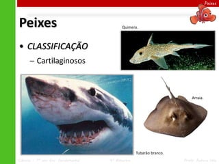 Peixes




Peixes                                     Quimera.



• CLASSIFICAÇÃO
      ─ Cartilaginosos



                                                                         Arraia.




                                                   Tubarão branco.
Ciências – 7º ano Ens. Fundamental   4º Bimestre                     Profa. Rebeca Vale
 