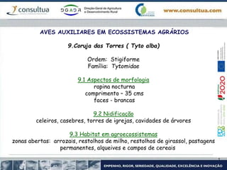 AVES AUXILIARES EM ECOSSISTEMAS AGRÁRIOS
9.Coruja das Torres ( Tyto alba)
Ordem: Stigiforme
Família: Tytomidae
9.1 Aspectos de morfologia
rapina nocturna
comprimento – 35 cms
faces - brancas
9.2 Nidificação
celeiros, casebres, torres de igrejas, cavidades de árvores
9.3 Habitat em agroecossistemas
zonas abertas: arrozais, restolhos de milho, restolhos de girassol, pastagens
permanentes, alqueives e campos de cereais
 