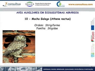 AVES AUXILIARES EM ECOSSISTEMAS AGRÁRIOS
10 - Mocho Galego (Athene noctua)
Ordem: Strigiforme
Família: Stigidae
 
