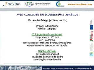 AVES AUXILIARES EM ECOSSISTEMAS AGRÁRIOS
10. Mocho Galego (Athene noctua)
Ordem: Strigiforme
Família: Stigidae
10.1 Aspectos de morfologia
comprimento – 23 cms
cor - castanha
parte superior –manchas brancas irregulares
rapina nocturna comum no nosso país
10.2 Nidificação
cavidades de árvores
cavidades de muros de pedra
construções abandonadas
 