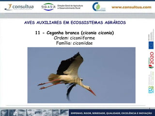 AVES AUXILIARES EM ECOSSISTEMAS AGRÁRIOS
11 - Cegonha branca (ciconia ciconia)
Ordem: ciconiiforme
Família: ciconiidae
 