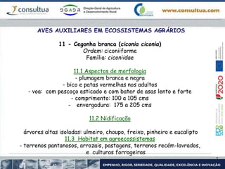 AVES AUXILIARES EM ECOSSISTEMAS AGRÁRIOS
11 - Cegonha branca (ciconia ciconia)
Ordem: ciconiiforme
Família: ciconiidae
11.1 Aspectos de morfologia
- plumagem branca e negra
- bico e patas vermelhas nos adultos
- voa: com pescoço esticado e com bater de asas lento e forte
- comprimento: 100 a 105 cms
- envergadura: 175 a 205 cms
11.2 Nidificação
árvores altas isoladas: ulmeiro, choupo, freixo, pinheiro e eucalipto
11.3 Habitat em agroecossistemas
- terrenos pantanosos, arrozais, pastagens, terrenos recém-lavrados,
e culturas forrageiras
 
