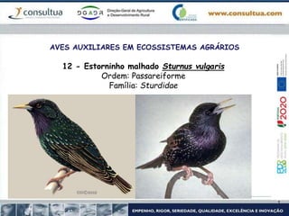 AVES AUXILIARES EM ECOSSISTEMAS AGRÁRIOS
12 - Estorninho malhado Sturnus vulgaris
Ordem: Passareiforme
Família: Sturdidae
 