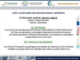AVES AUXILIARES EM ECOSSISTEMAS AGRÁRIOS
12.Estorninho malhado Sturnus vulgaris
Ordem: Passareiforme
Família: Sturdidae
12.1 Morfologia
- cor preta com as seguintes diferenças relativamente a estorninho preto:
de Inverno apresenta a plumagem salpicada de manchas brancas;
de Verão apresenta reflexos esverdeados e arroxeados na plumagem
-comprimento cerca de 21cm
12.2 Habitat em ecossistemas
- nos Açores frequenta as pastagens em bandos de dezenas ou até centenas
- também se podem observar telhados das casas e postes eléctricos
 