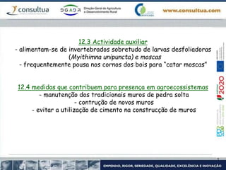 12.3 Actividade auxiliar
- alimentam-se de invertebrados sobretudo de larvas desfoliadoras
(Myithimna unipuncta) e moscas
- frequentemente pousa nos cornos dos bois para “catar moscas”
12.4 medidas que contribuem para presença em agroecossistemas
- manutenção dos tradicionais muros de pedra solta
- contrução de novos muros
- evitar a utilização de cimento na construcção de muros
 