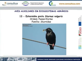 AVES AUXILIARES EM ECOSSISTEMAS AGRÁRIOS
13 - Estorninho preto Sturnus vulgaris
Ordem: Passeriforme
Família: Sturnidae
 
