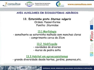 AVES AUXILIARES EM ECOSSISTEMAS AGRÁRIOS
13. Estorninho preto Sturnus vulgaris
Ordem: Passeriforme
Família: Sturnidae
13.1 Morfologia
- semelhante ao estorninho malhado sem manchas claras
- comprimento cerca de 21cm
13.2 Nidificação
- cavidades de árvores
- muros de pedra solta
13.3 Habitat em agroecossistemas
- grande diversidade desde hortas, jardins, pomares,etc.
 