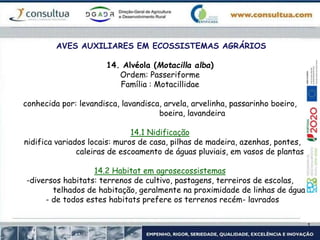 AVES AUXILIARES EM ECOSSISTEMAS AGRÁRIOS
14. Alvéola (Motacilla alba)
Ordem: Passeriforme
Família : Motacillidae
conhecida por: levandisca, lavandisca, arvela, arvelinha, passarinho boeiro,
boeira, lavandeira
14.1 Nidificação
nidifica variados locais: muros de casa, pilhas de madeira, azenhas, pontes,
caleiras de escoamento de águas pluviais, em vasos de plantas
14.2 Habitat em agrosecossistemas
-diversos habitats: terrenos de cultivo, pastagens, terreiros de escolas,
telhados de habitação, geralmente na proximidade de linhas de água
- de todos estes habitats prefere os terrenos recém- lavrados
 