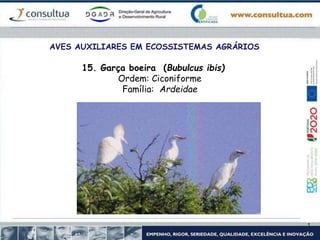 AVES AUXILIARES EM ECOSSISTEMAS AGRÁRIOS
15. Garça boeira (Bubulcus ibis)
Ordem: Ciconiforme
Família: Ardeidae
 