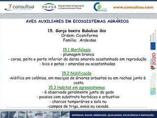AVES AUXILIARES EM ECOSSISTEMAS AGRÁRIOS
15. Garça boeira Bubulcus ibis
Ordem: Ciconiforme
Família: Ardeidae
15.1 Morfologia
- plumagem branca
- coroa, peito e parte inferior do dorso amarelo acastanhado em reprodução
- bico e patas – amarelas ou acastanhadas
15.2 Nidificação
-nidifica em colónias, em maciços de árvores arbustos ou em rochas junto à
costa
15.3 Habitat em agrossistemas
- é observada geralmente junto do gado
- pousios com substrato herbáceo e arbustivo
- charcos temporários e solo nu
-campos de trigo, aveia ou cevada
 