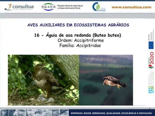 AVES AUXILIARES EM ECOSSISTEMAS AGRÁRIOS
16 - Águia de asa redonda (Buteo buteo)
Ordem: Accipitriforme
Família: Accipitridae
 