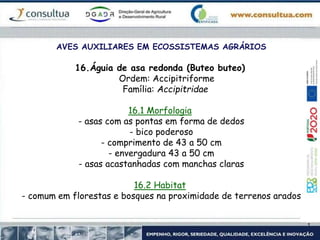 AVES AUXILIARES EM ECOSSISTEMAS AGRÁRIOS
16.Águia de asa redonda (Buteo buteo)
Ordem: Accipitriforme
Família: Accipitridae
16.1 Morfologia
- asas com as pontas em forma de dedos
- bico poderoso
- comprimento de 43 a 50 cm
- envergadura 43 a 50 cm
- asas acastanhadas com manchas claras
16.2 Habitat
- comum em florestas e bosques na proximidade de terrenos arados
 