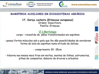 MAMIFEROS AUXILIARES EM ECOSSISTEMAS AGRÁRIOS
17. Ouriço cacheiro (Erinaceus europaeus)
Ordem: Insectívora
Família: Erinacea
17.1 Morfologia
corpo – revestido de pêlos transformados em espinhos
- possui fortes músculos sob a pele que lhe dão possibilidades de enrolarem
forma de bola de espinhos numa atitude de defesa
- comprimento 30- 35cm
- hiberna nos meses mais frios em moitas, montas de folhas, estrumeiras,
pilhas de compostos, debaixo de árvores e arbustos
 