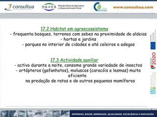 17.2 Habitat em agroecossistema
- frequenta bosques, terrenos com sebes na proximidade de aldeias
- hortas e jardins
- parques no interior de cidades e até celeiros e adegas
17.3 Actividade auxiliar
- activo durante a noite, consome grande variedade de insectos
- ortópteros (gafanhotos), moluscos (caracóis e lesmas) muito
eficiente
na predação de ratos e de outros pequenos mamíferos
 