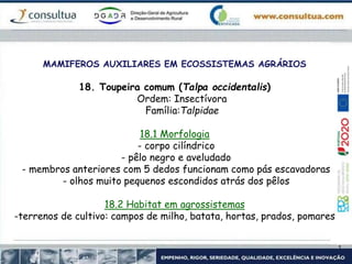 MAMIFEROS AUXILIARES EM ECOSSISTEMAS AGRÁRIOS
18. Toupeira comum (Talpa occidentalis)
Ordem: Insectívora
Família:Talpidae
18.1 Morfologia
- corpo cilíndrico
- pêlo negro e aveludado
- membros anteriores com 5 dedos funcionam como pás escavadoras
- olhos muito pequenos escondidos atrás dos pêlos
18.2 Habitat em agrossistemas
-terrenos de cultivo: campos de milho, batata, hortas, prados, pomares
 