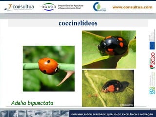 coccinelídeos
Adalia bipunctata
 
