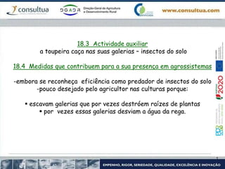 18.3 Actividade auxiliar
a toupeira caça nas suas galerias – insectos do solo
18.4 Medidas que contribuem para a sua presença em agrossistemas
-embora se reconheça eficiência como predador de insectos do solo
-pouco desejado pelo agricultor nas culturas porque:
 escavam galerias que por vezes destróem raízes de plantas
 por vezes essas galerias desviam a água da rega.
 