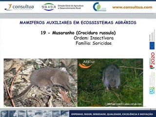 MAMIFEROS AUXILIARES EM ECOSSISTEMAS AGRÁRIOS
19 - Musaranho (Crocidura russula)
Ordem: Insectívora
Família: Soricidae
 