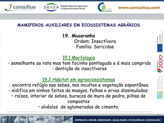 MAMIFEROS AUXILIARES EM ECOSSISTEMAS AGRÁRIOS
19. Musaranho
Ordem: Insectívora
Família: Soricidae
19.1 Morfologia
- semelhante ao rato mas tem focinho pontíagudo e é mais comprido
- dentição de insectívoros
19.2 Habitat em agroecossistemas
- encontra refúgio nas sebes, nos incultos e vegetação espontânea
- nidifica em ninhos feitos de musgos, folhas e ervas dissimulados:
• raízes, interior de sebes, buracos de muro de pedra, pilhas de
compostos
• alvéolos de aglomerados de cimento.
 