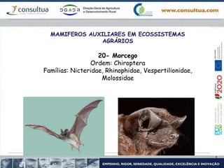 MAMIFEROS AUXILIARES EM ECOSSISTEMAS
AGRÁRIOS
20- Morcego
Ordem: Chiroptera
Famílias: Nicteridae, Rhinophidae, Vespertilionidae,
Molossidae
 