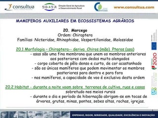 MAMIFEROS AUXILIARES EM ECOSSISTEMAS AGRÁRIOS
20. Morcego
Ordem: Chiroptera
Famílias: Nicteridae, Rhinophidae, Vespertilionidae, Molossidae
20.1 Morfologia – Chiroptera-- deriva Chiros (mão) Pteros (asa)
- asas são uma fina membrana que unem os membros anteriores
aos posteriores com dedos muito alongados
- corpo coberto de pêlo denso e curto, de cor acastanhado
- são os únicos mamíferos que podem movimentar os membros
posteriores para dentro e para fora
- nos mamíferos, a capacidade de voo é exclusiva desta ordem
20.2 Habitat - durante a noite voam sobre terrenos de cultivo, ruas e casas
sobretudo nos meios rurais
- durante o dia e período de hibernação abrigam-se em tocas de
árvores, grutas, minas, pontes, sebes altas, rochas, igrejas.
 