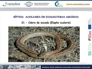 RÉPTEIS AUXILIARES EM ECOSSISTEMAS AGRÁRIOS
21 - Cobra de escada (Elaphe scalario)
 