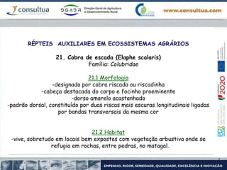 RÉPTEIS AUXILIARES EM ECOSSISTEMAS AGRÁRIOS
21. Cobra de escada (Elaphe scalaris)
Família: Colubridae
21.1 Morfologia
-designada por cobra riscada ou riscadinha
-cabeça destacada do corpo e focinho proeminente
-dorso amarelo acastanhado
-padrão dorsal, constituído por duas riscas mais escuras longitudinais ligadas
por bandas transversais da mesma cor
21.2 Habitat
-vive, sobretudo em locais bem expostos com vegetação arbustiva onde se
refugia em rochas, entre pedras, no matagal.
 
