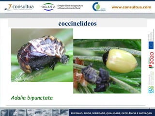 coccinelídeos
Adalia bipunctata
 
