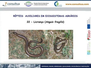 RÉPTEIS AUXILIARES EM ECOSSISTEMAS AGRÁRIOS
22 - Licranço (Anguis fragilis)
 